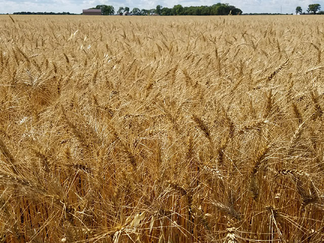This spring wheat field in Crookston, Minnesota, is waiting to be harvested. As of Sunday, Aug. 13, USDA reported that 45% of the U.S. spring wheat crop has been harvested with South Dakota at 82%, North Dakota at 41% and Montana at 34% harvested. (Photo courtesy of Tim Dufault)